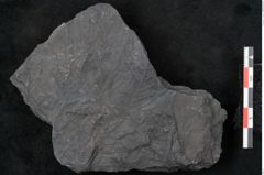 Foto (Detailansicht) von Callipteris sp.  (NHMW-GEO-2024-0188-10911)